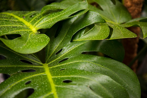 Cerca de una hoja de Monstera tropical con gotas de lluvia