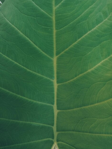 Cerca de una hoja de Taro verde con un patrón de venas