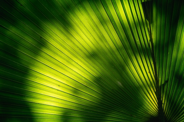 Cerca de hoja verde en el jardín, concepto de naturaleza