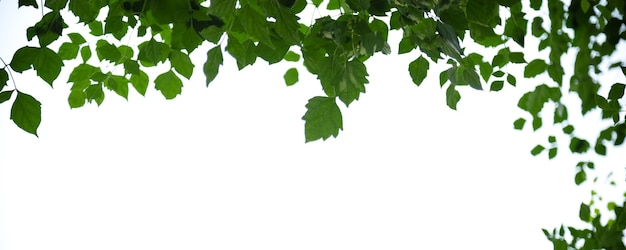 Cerca de la hoja verde de la naturaleza sobre fondo de cielo blanco