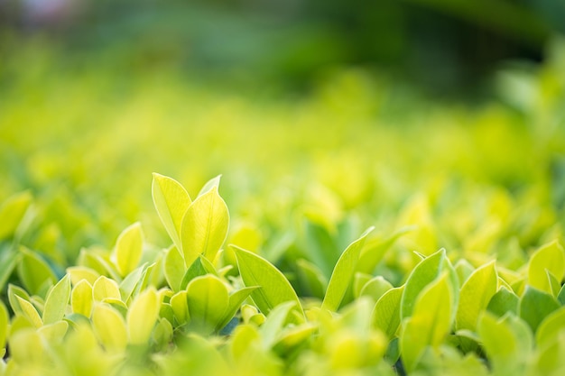 De cerca la hoja verde en la plantación