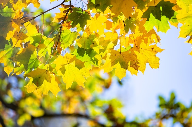 Cerca de las hojas de arce de color amarillo y rojo brillante en las ramas de los árboles de otoño con un vibrante fondo borroso en el parque de otoño.