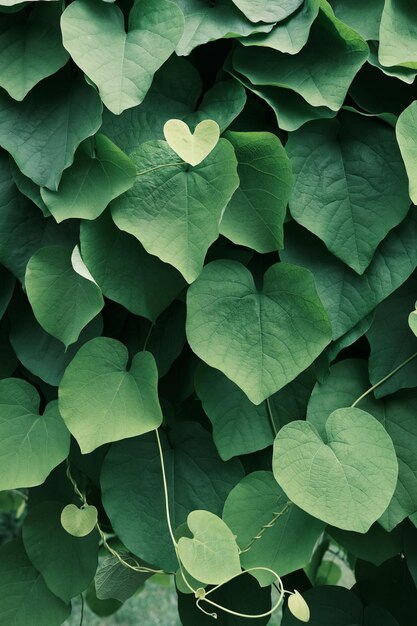 Foto cerca de hojas en forma de corazón de sinomenium acutum