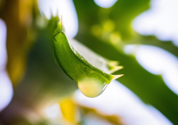 Cerca de hojas frescas de aloe con jugo