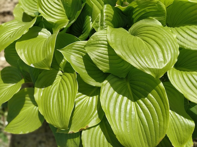 Cerca de hojas de hosta verde texturizado