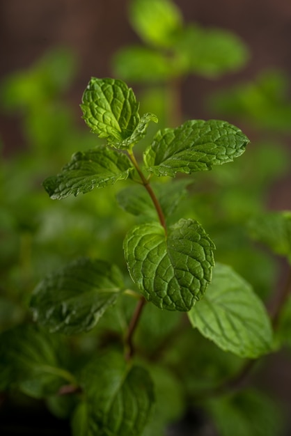 Cerca de hojas de menta fresca sobre un fondo de textura de piedra