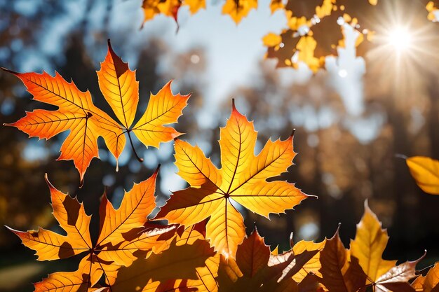 cerca de las hojas de otoño con el sol brillando sobre ellas