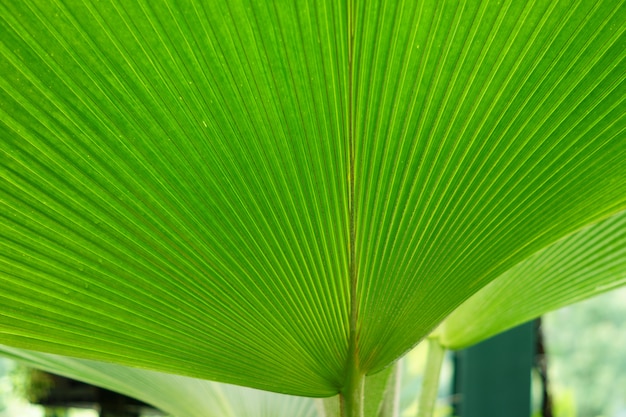 Cerca de hojas de palma en bosque tropical