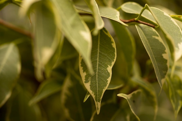 Cerca de las hojas de la planta de ficus