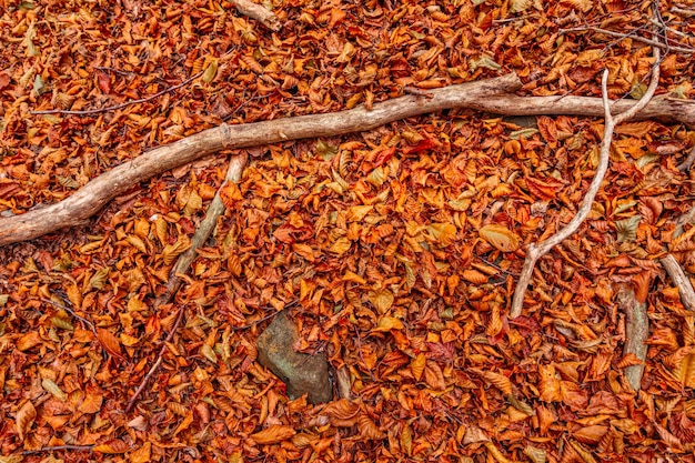 Foto cerca de hojas rojas en otoño en colle del melogno italia