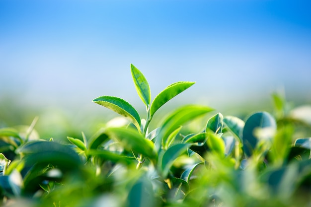 Cerca de hojas de té verde en una plantación de té