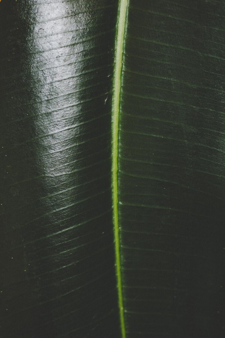 Cerca de hojas tropicales