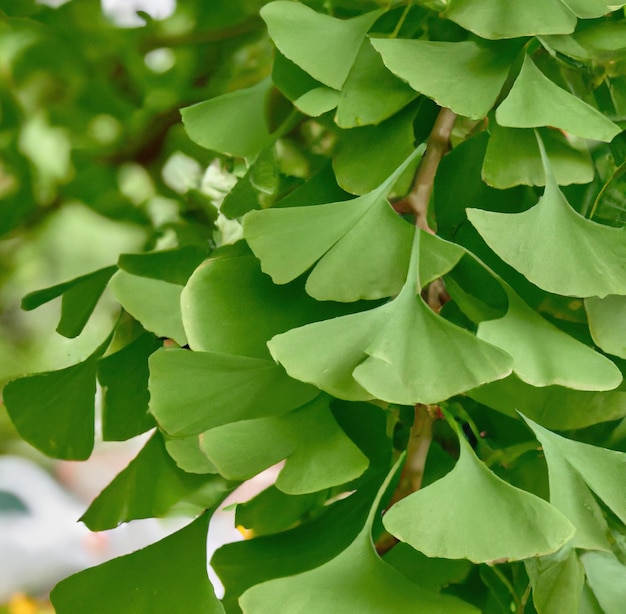 Cerca de hojas verdes de árbol de ginkgo en un día soleado