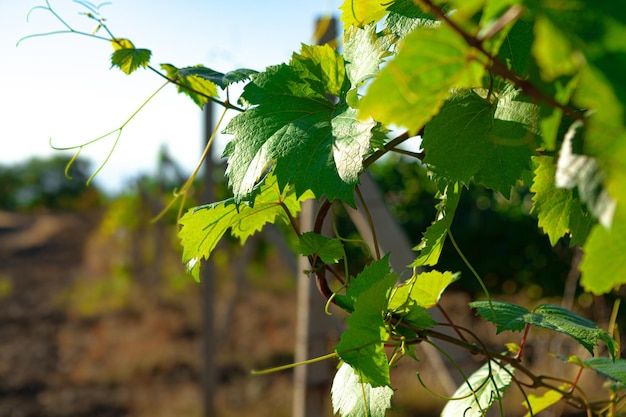 Cerca de hojas verdes en arbusto de uvas en una granja