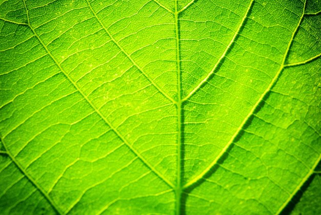 Cerca de hojas verdes frescas con venas