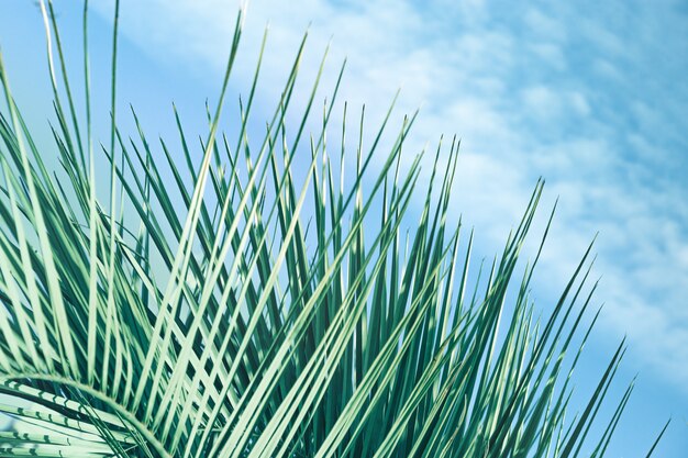 Cerca de hojas verdes de palmeras de coco con cielo azul y nubes