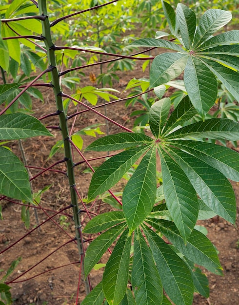 Cerca de hojas verdes y plantas en la naturaleza