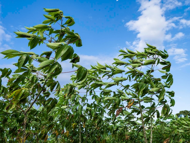 Cerca de hojas verdes y plantas en la naturaleza