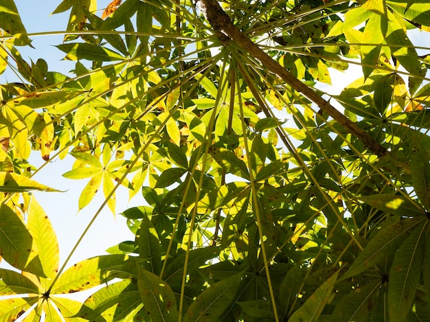 Cerca de hojas verdes y plantas en la naturaleza