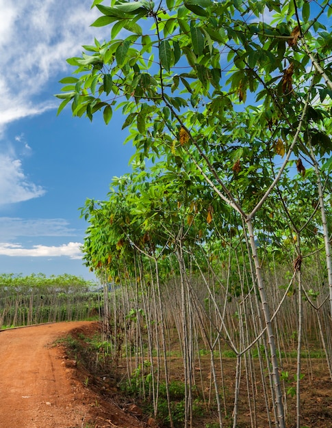 Cerca de hojas verdes y plantas en la naturaleza