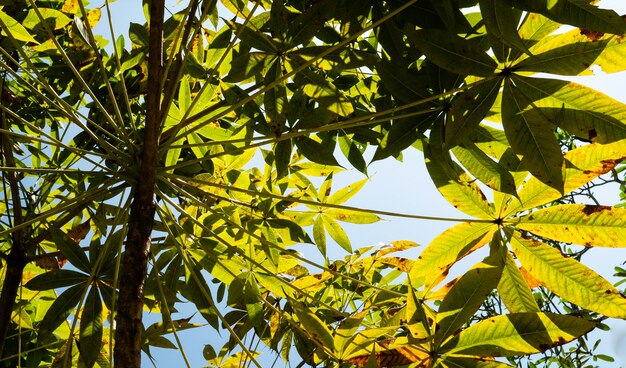 Cerca de hojas verdes y plantas en la naturaleza