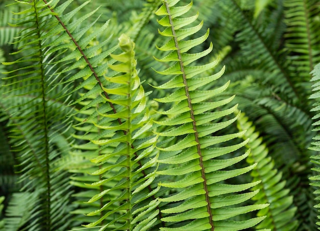 Foto cerca de hojas verdes y plantas en la naturaleza