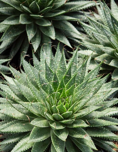 Cerca de hojas verdes y plantas en la naturaleza