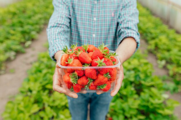 Cerca de hombre agricultor sostiene fresas rojas maduras en caja de plástico transparente en sus manos él está en el invernadero de fresas agroindustria y personas