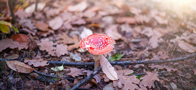 Cerca de hongo agárico de mosca venenoso rojo