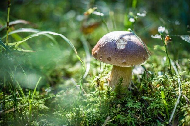 Cerca de un hongo en el bosque