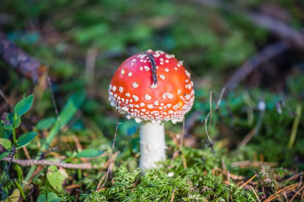 Cerca de un hongo venenoso en el bosque