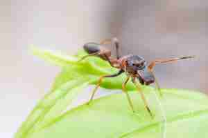 Foto cerca de hormiga masculina imitando a araña en hoja verde