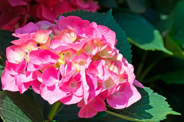 Cerca de una hortensia rosa en un día soleado