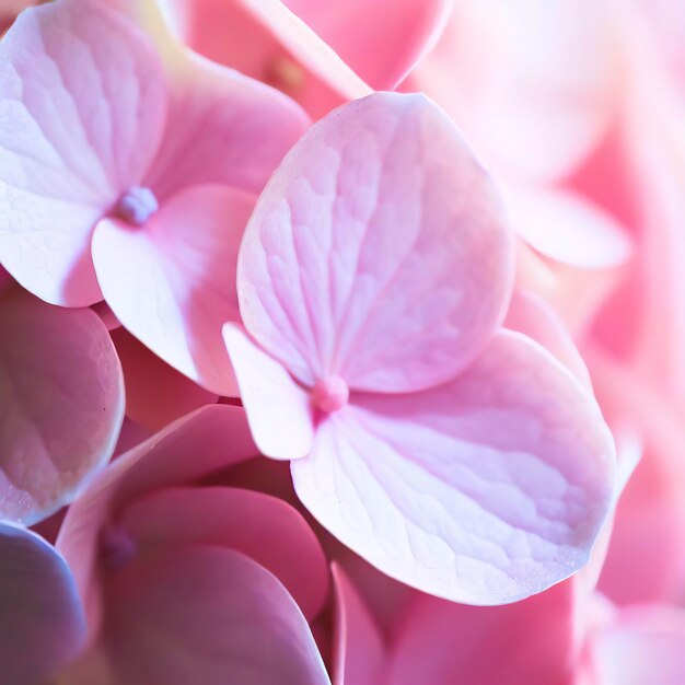 Cerca de hortensia rosa