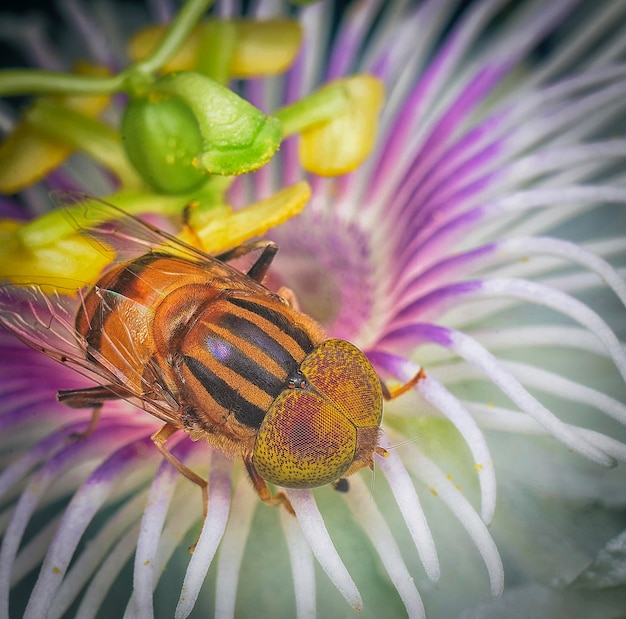 cerca con el hoverfly de ojos manchados