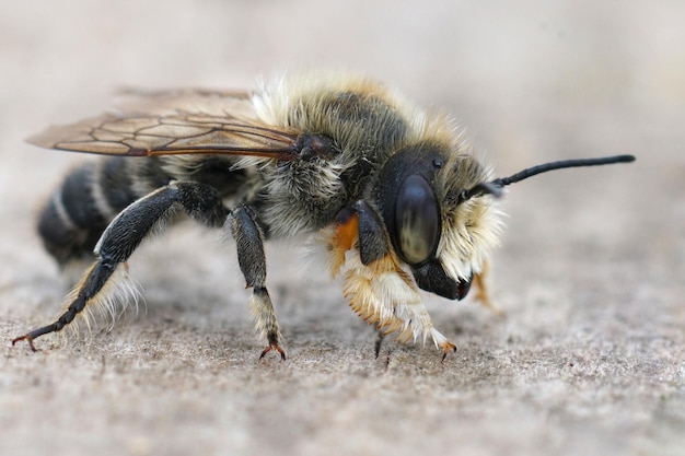 Cerca de hte macho de abeja cortadora de hojas de Willughby, Megachile w