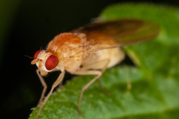 Cerca de un insecto mosca