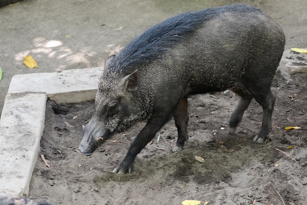 Cerca de jabalí sus scrofa ferus en la vida silvestre