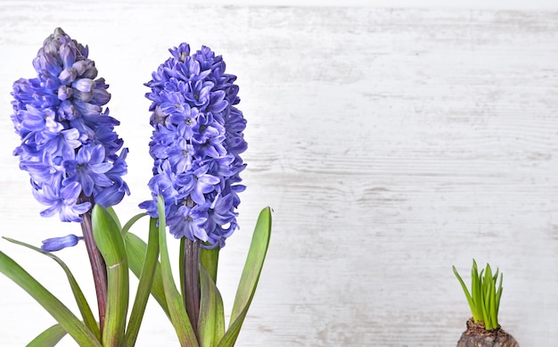 Cerca de jacinto azul que florece en la mesa de madera blanca