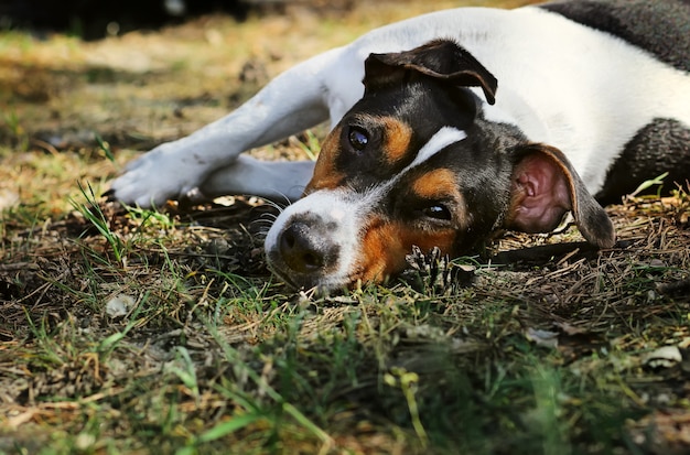 Cerca de Jack Russell Terrier tumbado sobre el césped