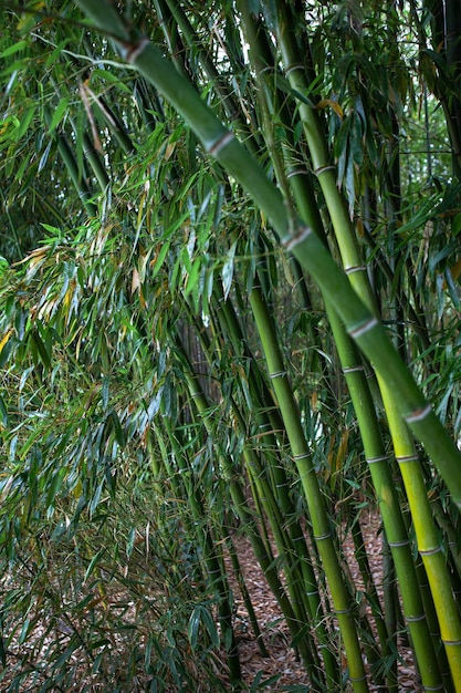 Cerca de un jardín asiático en Francia