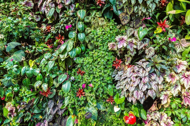 Foto cerca del jardín con flores y hojas verdes tropicales