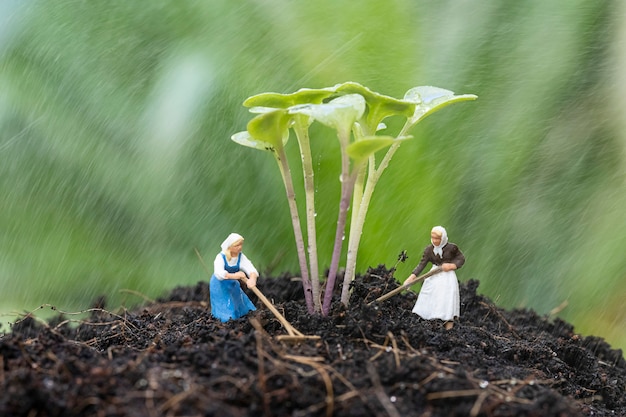 Cerca del jardín en miniatura con crecimiento de brotes de col rizada en el suelo y trabajando bajo la lluvia.