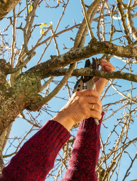 Foto cerca de jardinero podando árboles con tijeras de podar