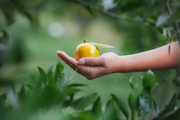 Foto cerca del jardinero sosteniendo y lavando naranjas en la mano con una gota de agua y la mano mojada en el jardín de campo de naranjas en la mañana.