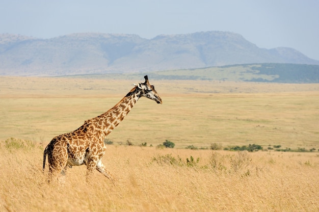 Cerca de la jirafa en el parque nacional de Kenia, África