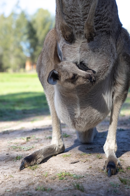 cerca de joey o bebé canguro en la bolsa de la parte delantera del vientre de la madre en el parque