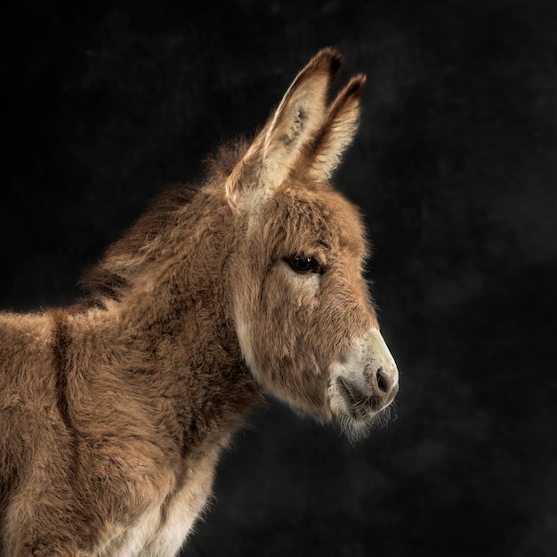 Cerca de un joven burro provenzal, potro contra fondo negro