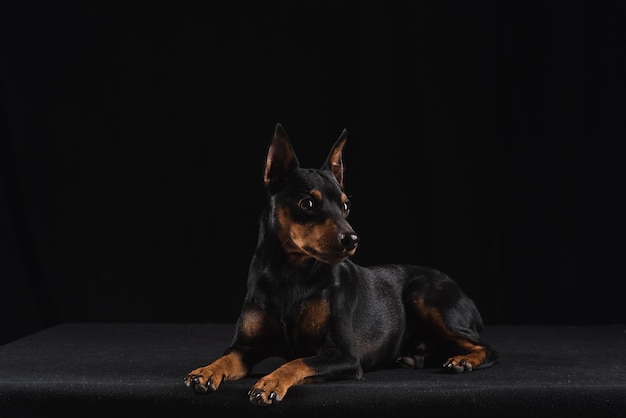 Cerca de joven Zwergpinscher aislado