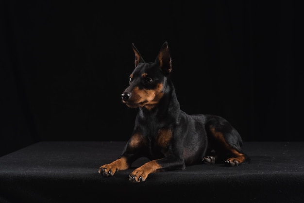 Cerca de joven Zwergpinscher aislado